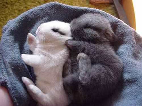 dontbearuiner:rebel-in-overalls:Because everyone needs more baby bunnies in their lives.Also, I spen