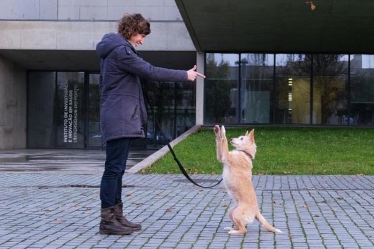 Training Methods Based on Punishment Compromise Dog Welfare  Using aversive stimuli and punishments to train dogs leads 