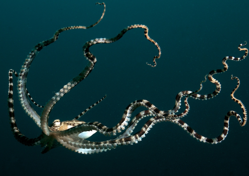 end0skeletal:1. Coconut Octopus (Amphioctopus marginatus)2. Blue-ringed Octopus (genus Hapalochlaena