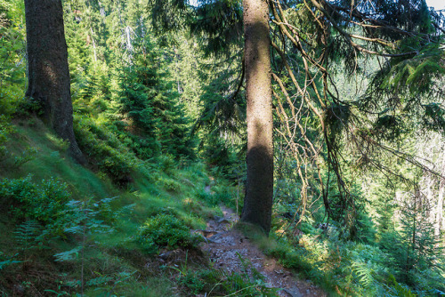 Durch den Wald by Jan Becker