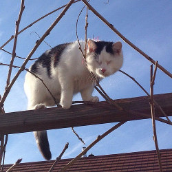 kittensoftheworld:  My little cat has no