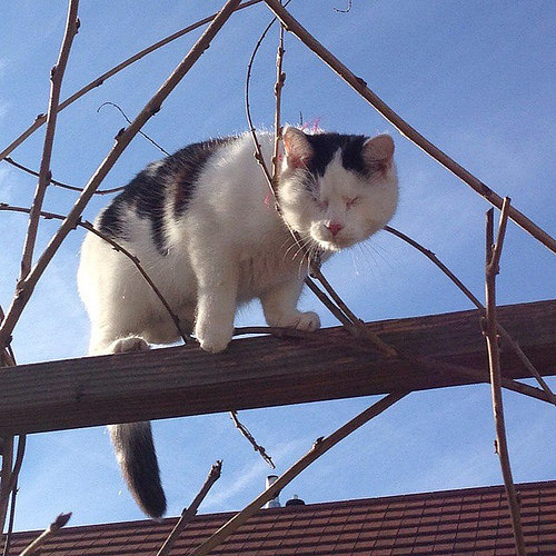 kittensoftheworld:  My little cat has no eyes but she just lives her life the way she wants to. Why can’t we do that? #cat #kitten #blindkitten #Sun #fun #loveher #sky #Sunday #likes #followme #love #blacknwhitecat #friendship #cold #niceday #nofilter