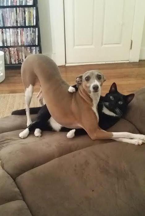 cute-overload:  What have you two been up to?http://cute-overload.tumblr.com source: