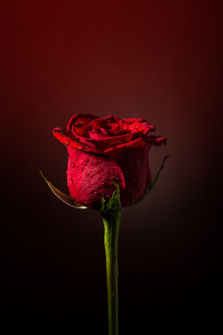 ratustuff:  ratustuff Haris Nikolovski | Red Rose of Love 
