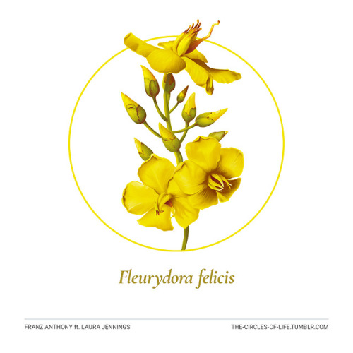 the-circles-of-life:Fleurydora felicisft. Laura JenningsWith a fifth of plants species across the wo