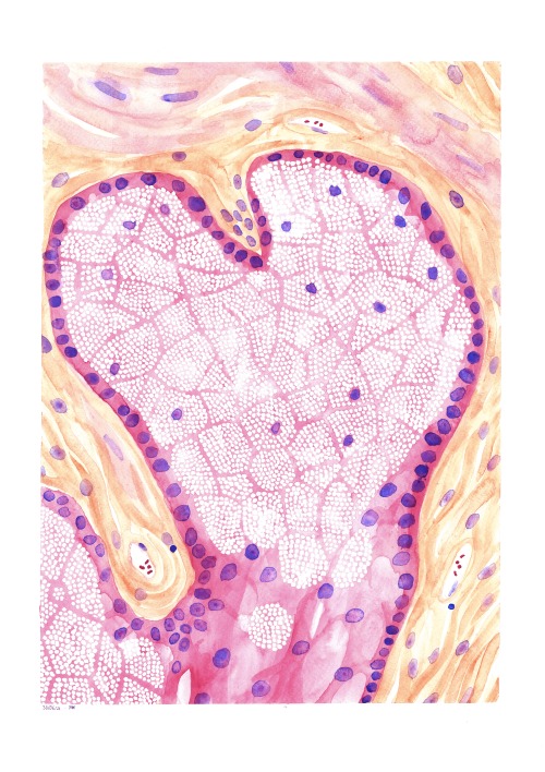 sebaceous gland