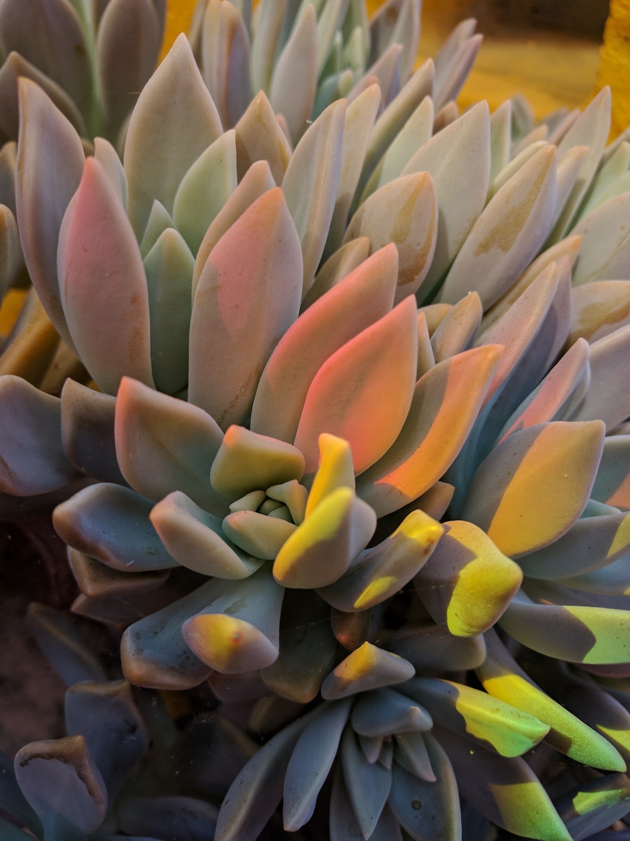 whistletown:A rainbow in my garden cast a beautiful light on my succulents!   There’s
