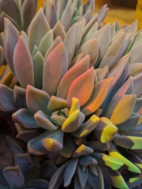 whistletown:A rainbow in my garden cast a beautiful light on my succulents! There’s no filte