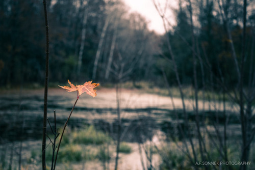 The Moody November Series The cold loneliness of the last leaf clinging on in an otherwise barren la