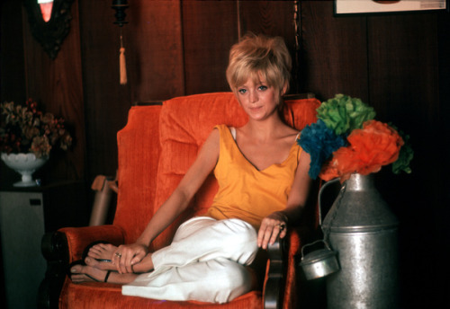 twixnmix:Goldie Hawn photographed by Gene Trindl, 1968.