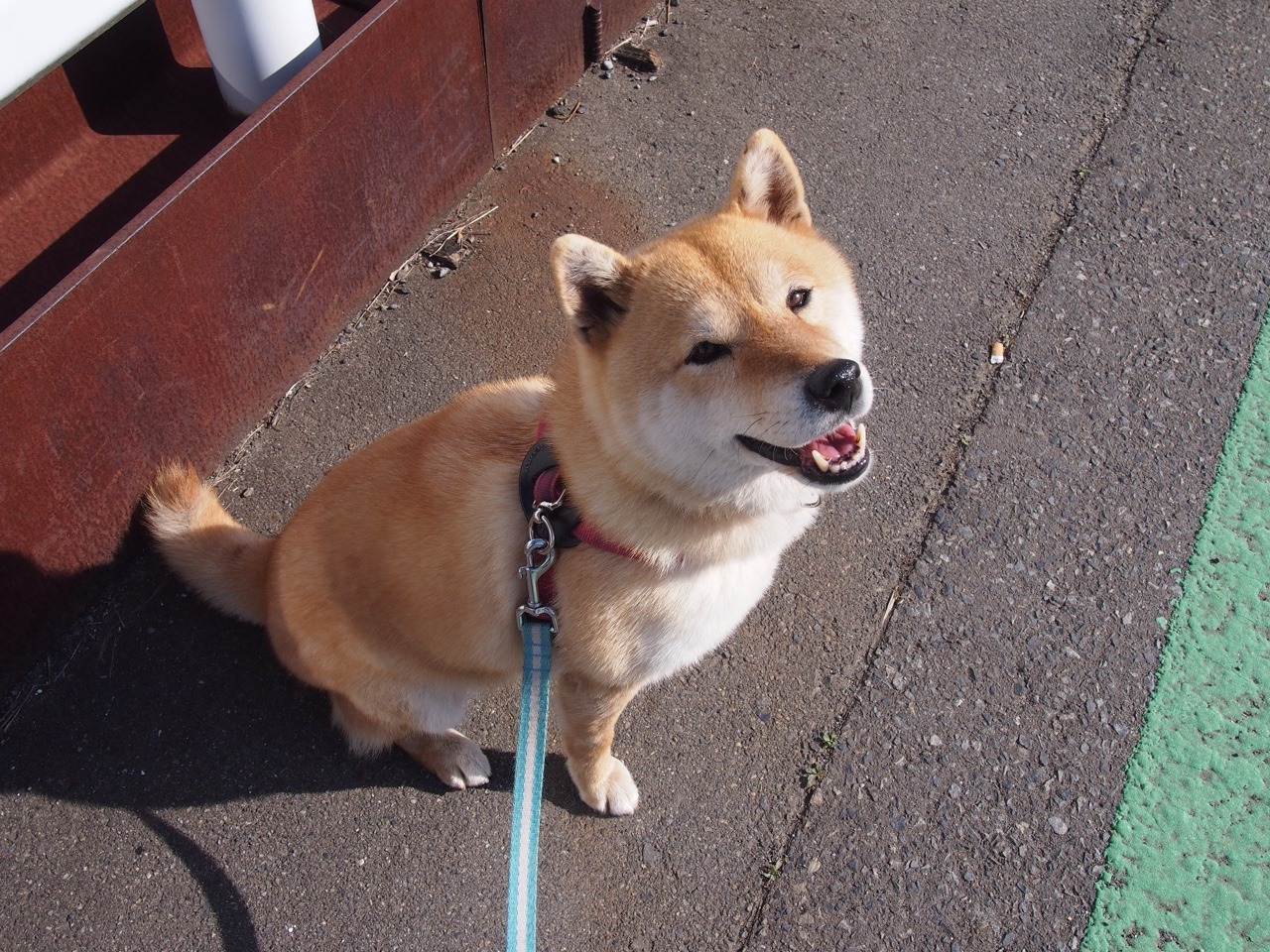 shibainu-komugi:  今日の柴犬の小麦さん #shiba #dog #komugi #柴犬