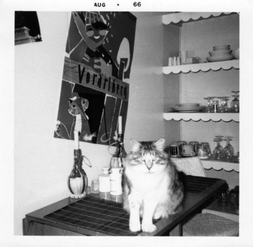 1966 Kitchen Kitty