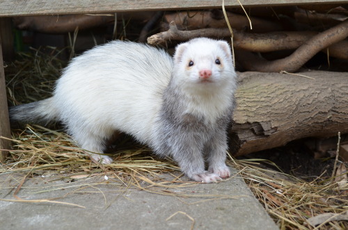 Mia in 2008 and 2012. Look how white she got!Anyone else having ferrets which are getting whiter as 