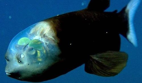 colchrishadfield: This barreleye fish has a transparent head, and those huge green eyes that look up