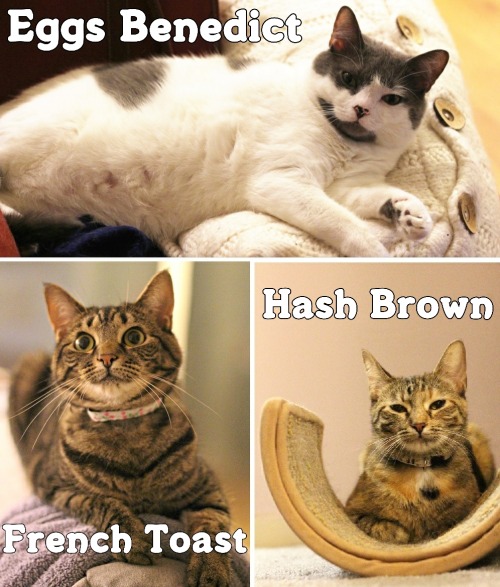 prettycakemachine: prettycakemachine:BREAKFAST CAT FACT SHEET Eggs Benedict: 5 years old, 15 lb