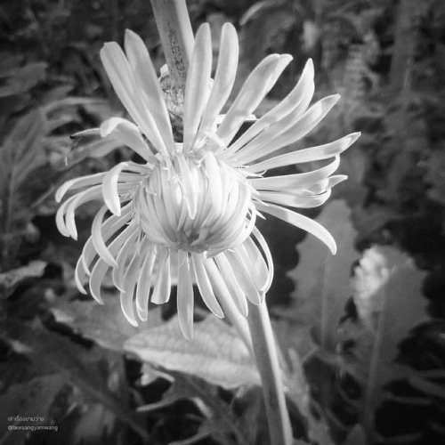 #เยอบีร่า #gerbera #thaigerbera #colourful #flowers #botany #botanicalgarden #samkok #pathumthani #t