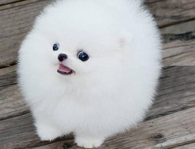 animaglacialis: itsa-me-amelie:  verceri:  verceri:  sniperj0e:  sniperj0e:  ok but what if like. werewolves transform under the full moon but theres just this one and by day hes a big tough guy and then when he transforms hes a tiny dog. just fucking.