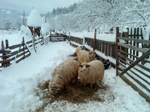 4 Little Sheep ..