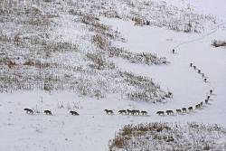 mendrankmilk: “A wolf pack: the first 3 are the old or sick, they give the pace to the entire pack. If it was the other way round, they would be left behind, losing contact with the pack. In case of an ambush they would be sacrificed. Then come 5 strong