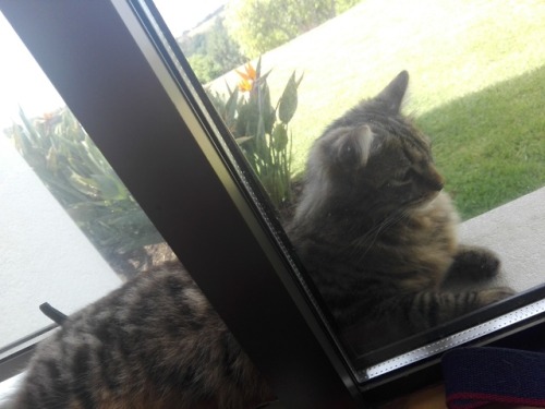 thebeanandbelashow: A windowsill boy.