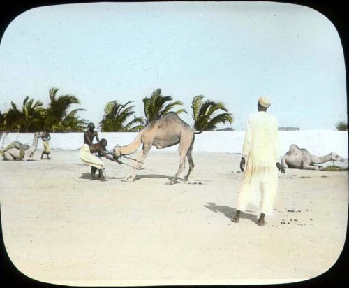  It’s hump day! We hope your Wednesday is easier than training a camel.© The Field Museum, CSZ6050_L