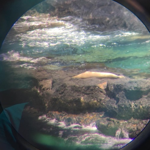 ID'ing a #monkseal through a spotting scope. This is RN30. #hawaii #kauai #sealsaturday #seal #endan