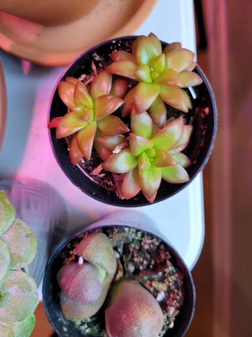 Sorry Everyone I Couldn't Get Around To Art Today, Personal Things So Here's Some Plants, I'll Be Back