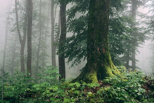 photocosma:Enchantes green woods #photography #art #arts_help #forest #woods #mystery #fantasy #fair