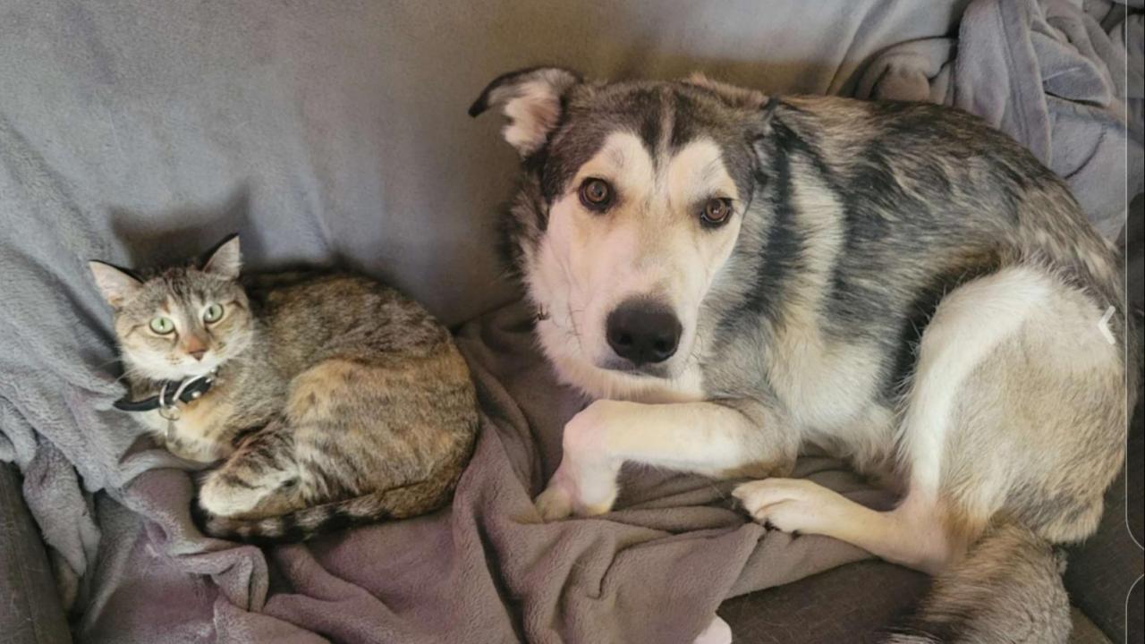 Copper with his feline buddy Taz!