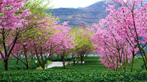 fuckyeahchinesegarden:tea plantation in china