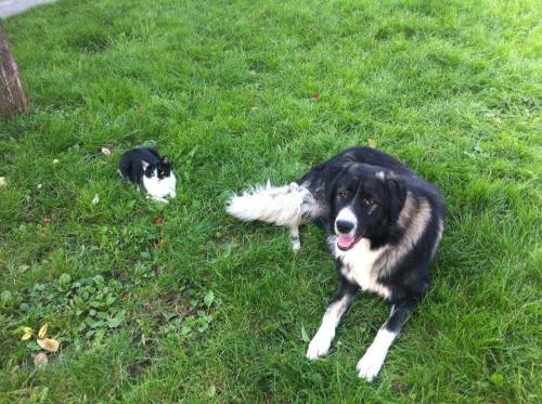 handsomedogs: This is Hercules and Silvester (cat). Hercules is the Tornjak a mountain sheep dog nat