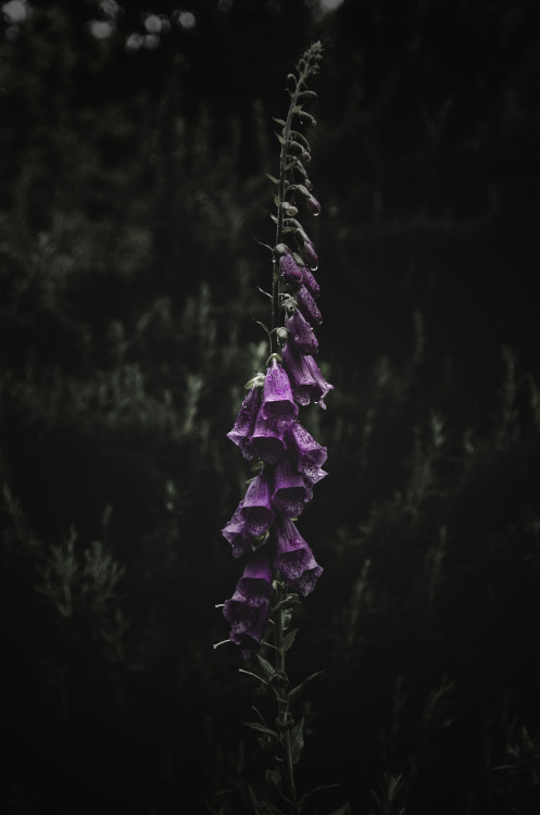 autumnsaurora:Digitalis purpurea© Autumns Aurora