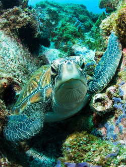 trynottodrown:          Green Turtle - South