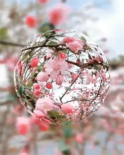 A gif of a fish eye view of cherry blossoms
