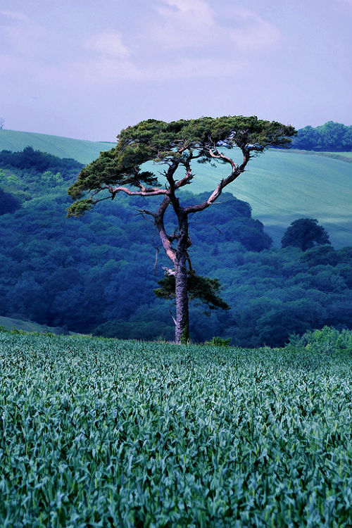le-vicieux:  1wantchange: Cornish Green 