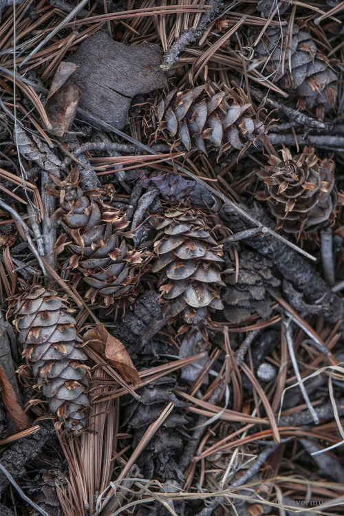 Fallen cones of Douglas Fir: Shoshone National Forest, Wyomingriverwindphotography, March, 2019