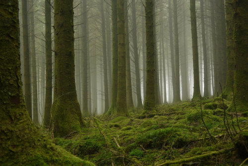 Fernworthy Forest in the Mist by i-r-paulus on Flickr.