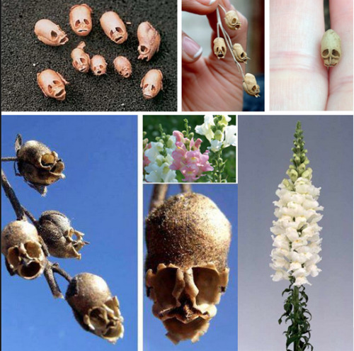 horrorpunk:Snapdragons become creepy when their flowers wither and die.