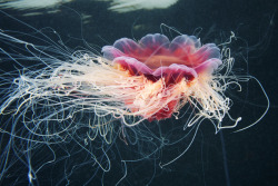 an-amalgam:  jellyfish madness by Alexander Semenov