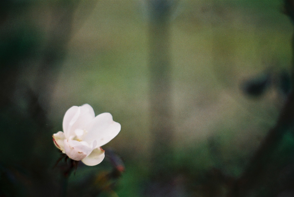 floralls:  (by pocky poki poki) 