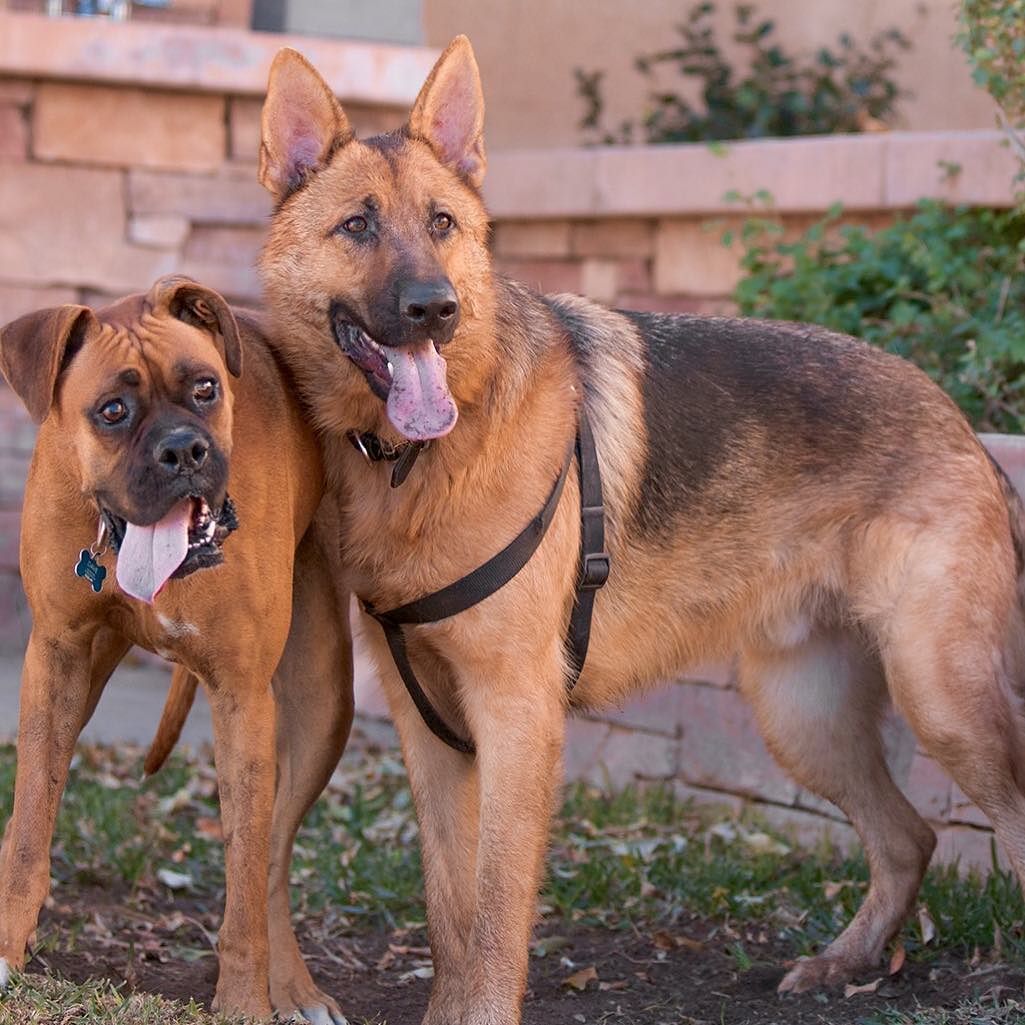 Luke and his best friend Jack the boxer. These two love each other! #puppylove #GermanShepherd