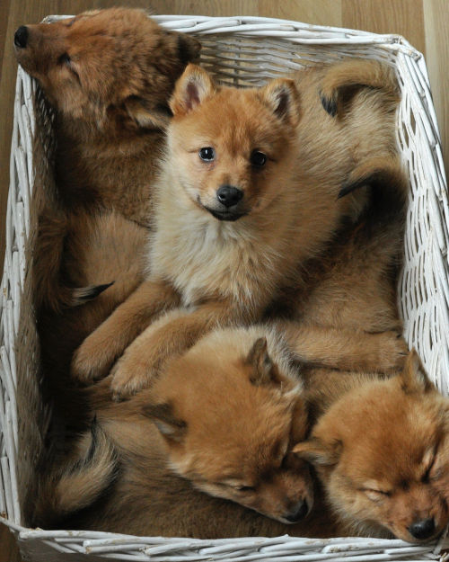 handsomedogs: eMicku | goodbye dogs hello fox