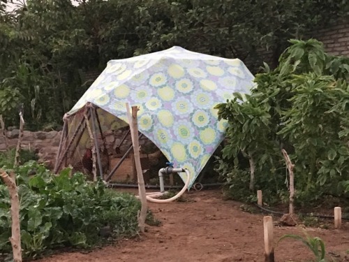 Geodesic domes for chickens