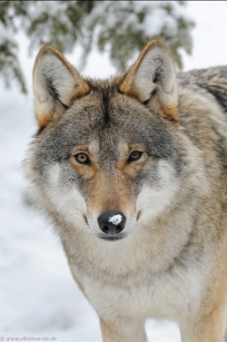 beautiful-wildlife:Eurasian Wolf by © www.wonderful-earth.net