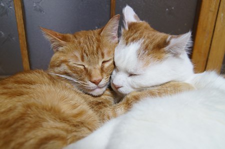 cybergata:  しろととら    Best Buddies forever and ever, in this life, and