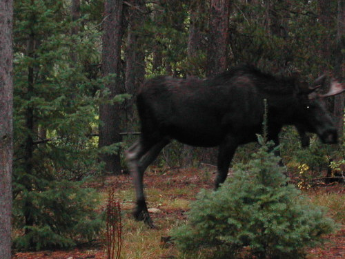 mosscosmos:Moose behind a cabin in Wyoming