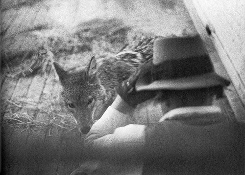 silentseawolf:Joseph Beuys - I like America and America likes me (1974)