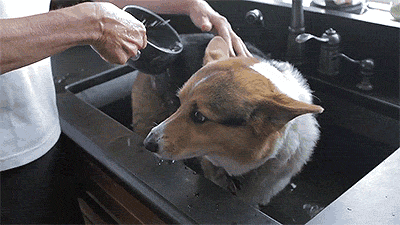 corgiaddict:  letterstogodptiii:  Corgi takes a bath [x]  YES 