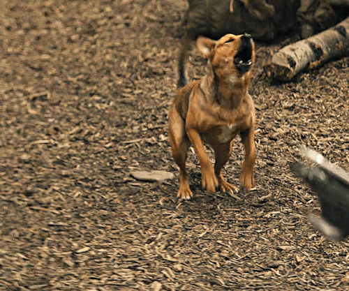 tommyhwtt:  “Not every smart creature is easy to train.” Sarii in Prey (2022)   I love how they used a Carolina dog for the movie because Carolina dogs are one of the few pre colonization American breeds to survive to the present day.