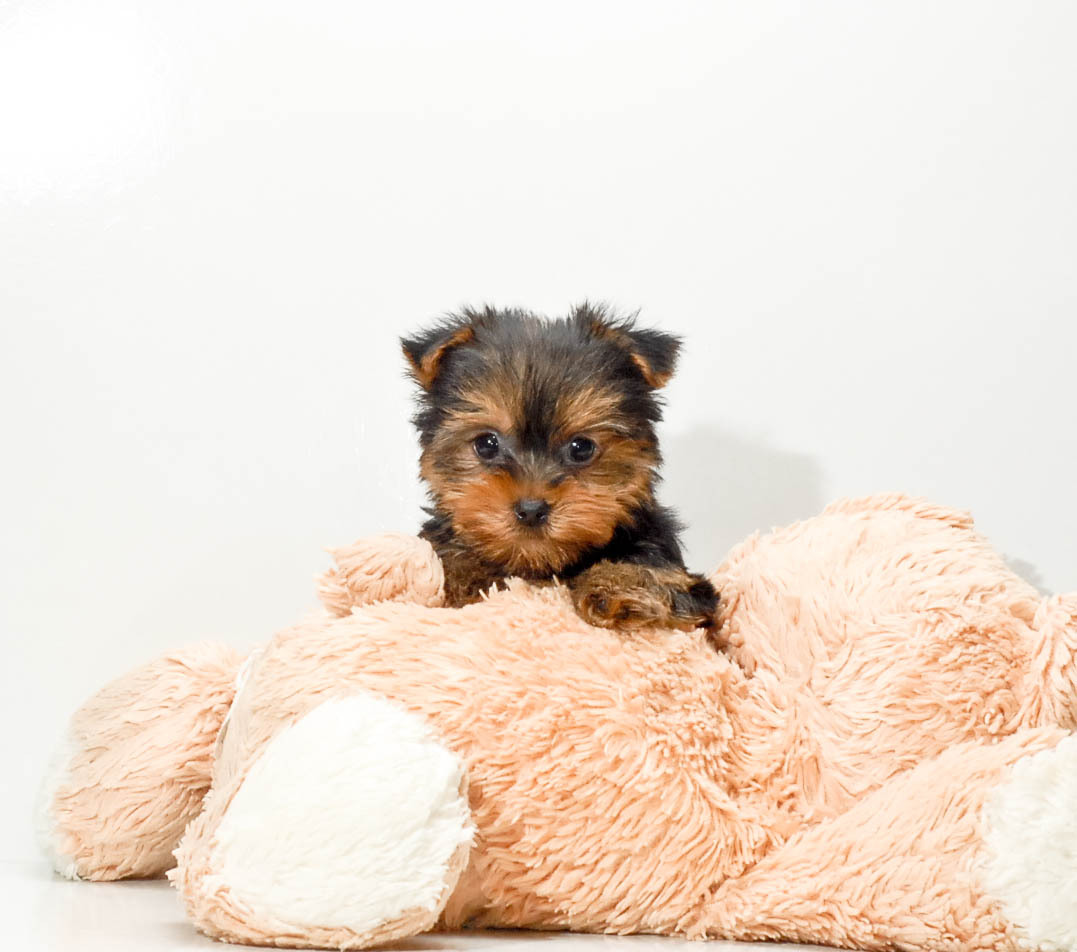 dcpups:  New Puppies!